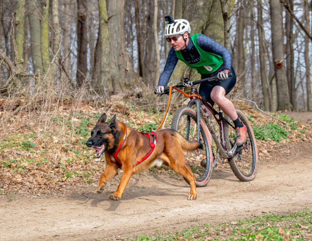Reference photo for Never Alone: a mountain biker bikejoring on a forest trail with a dog running in harness beside the bike